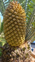 Encephalartos