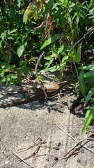 Eutropis longicaudata