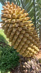 Encephalartos