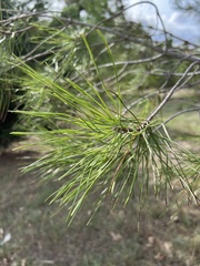 Pinus brutia