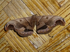 Caio romulus