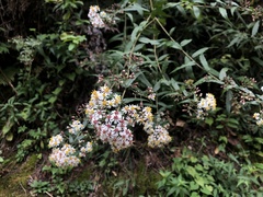 Aster taiwanensis
