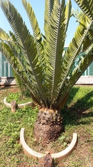 Encephalartos