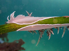 Dendronotus iris