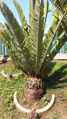 Encephalartos