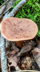 Lactarius glyciosmus