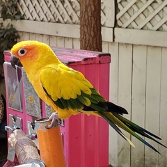Aratinga solstitialis