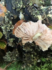 Fungi