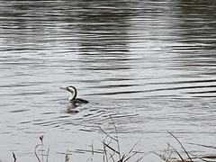 Phalacrocorax varius