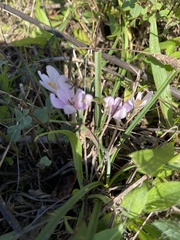 Colchicum umbrosum