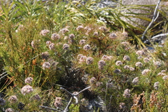 Serruria ascendens