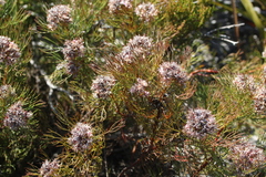 Serruria ascendens