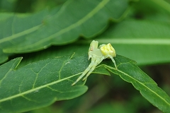 Thomisidae