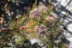 Serruria ascendens