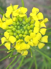 Brassicaceae