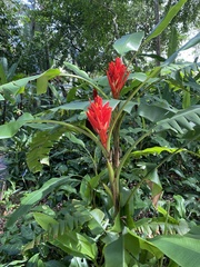 Musa coccinea