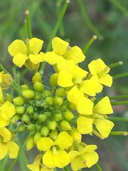 Brassicaceae