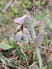 Cotyledon orbiculata