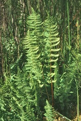 Thelypteris confluens