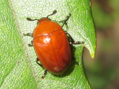 Neotriplax lewisii