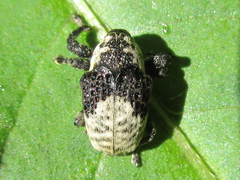 Sternuchopsis trifida