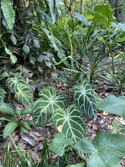 Anthurium crystallinum