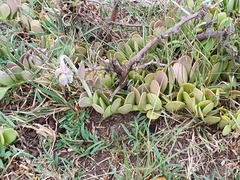 Cotyledon orbiculata