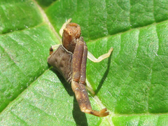 Pistius undulatus