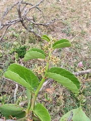 Cissus rotundifolia