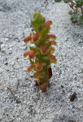 Disa pygmaea