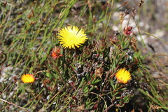 Lampranthus bicolor