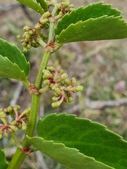 Cissus rotundifolia