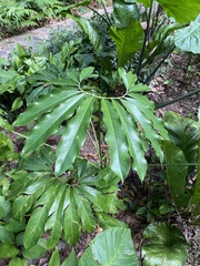 Thaumatophyllum spruceanum