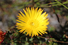 Lampranthus bicolor