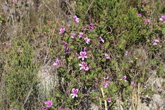 Pelargonium betulinum
