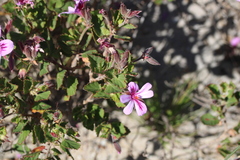 Pelargonium betulinum