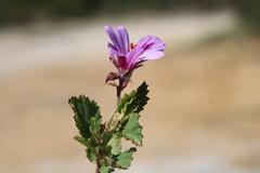 Pelargonium betulinum