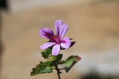 Pelargonium betulinum