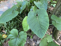 Philodendron mamei