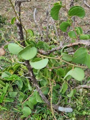Cissus rotundifolia
