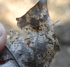 Coccomyces dentatus