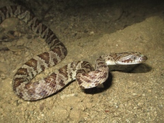 Trimorphodon lyrophanes