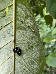 Ricaniidae