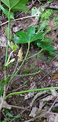 Fatsia japonica