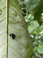 Ricaniidae