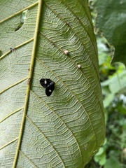 Ricaniidae