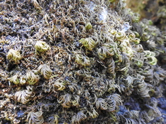 Dendroalsia abietina