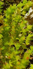 Crassula alata