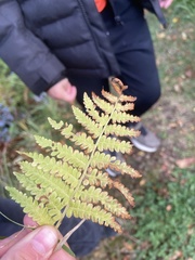 Oreopteris limbosperma