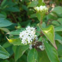 Cornus alba